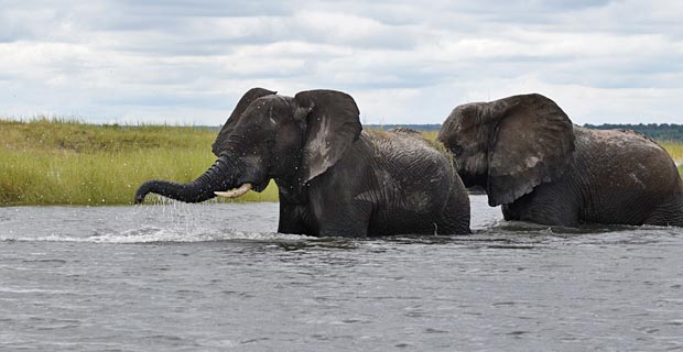Botswana Safari trotz Corona was beachten