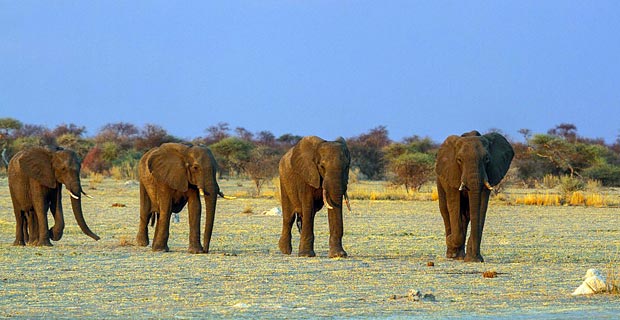 Coronavirus Botswana Reise kein RKI-Risikogebiet