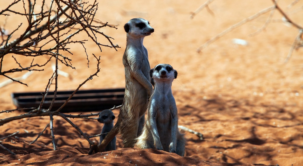 Erdmännchen Namibia wo sehen