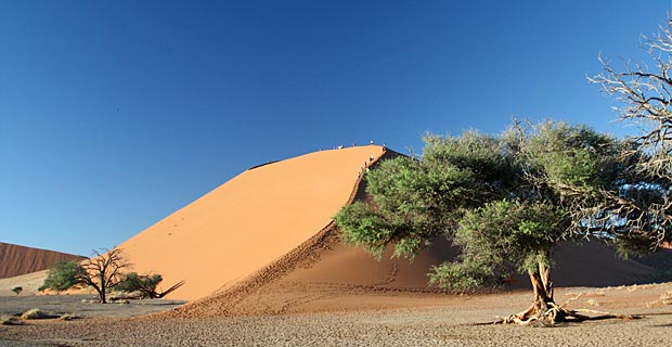 Kameldornbaum Sossusvlei Namibia