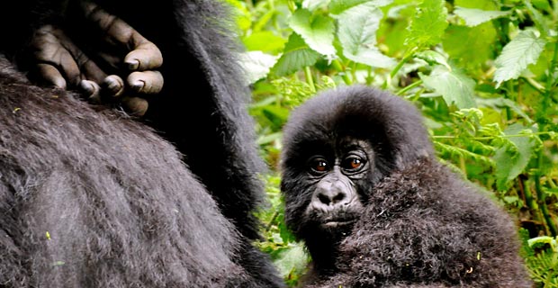 Klima Wetter Berggorillas Uganda