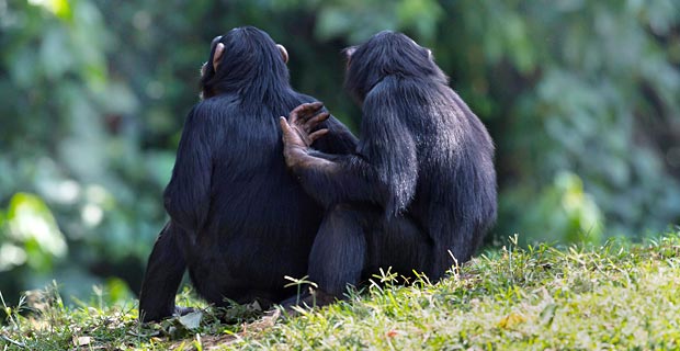 Schimpansen Mahale Mountains wo Safari Tansania?