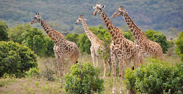 Sehenswürdigkeit Tansania Giraffen Arusha Nationalpark