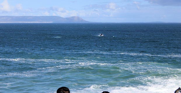 Walbeobachtungen Hermanus Garden Route