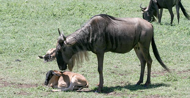 Wann Gnus kalben Verlauf Tierwanderung