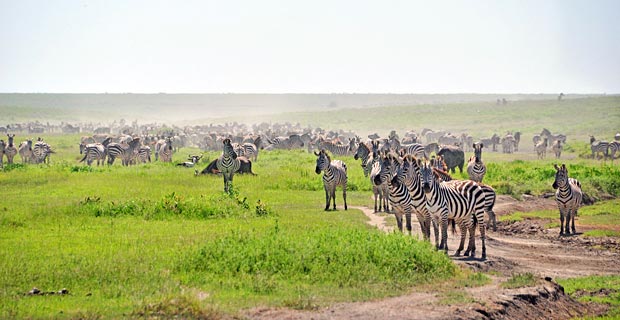 Was beachten Corona Tansania Safari