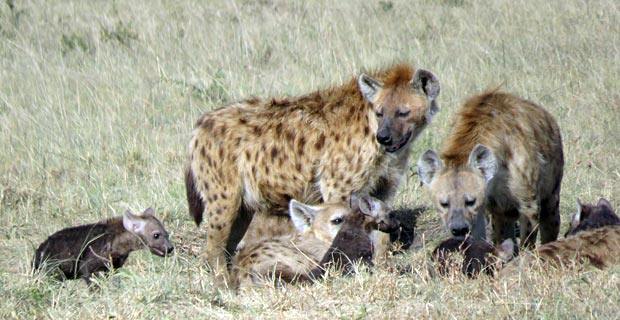 Wo Hyänen sehen Serengeti Wo Hyänen sehen Serengeti