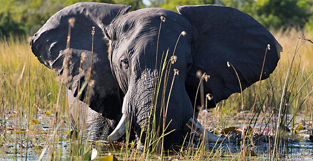 Botswana Safari beste Reisezeit Okavango Delta