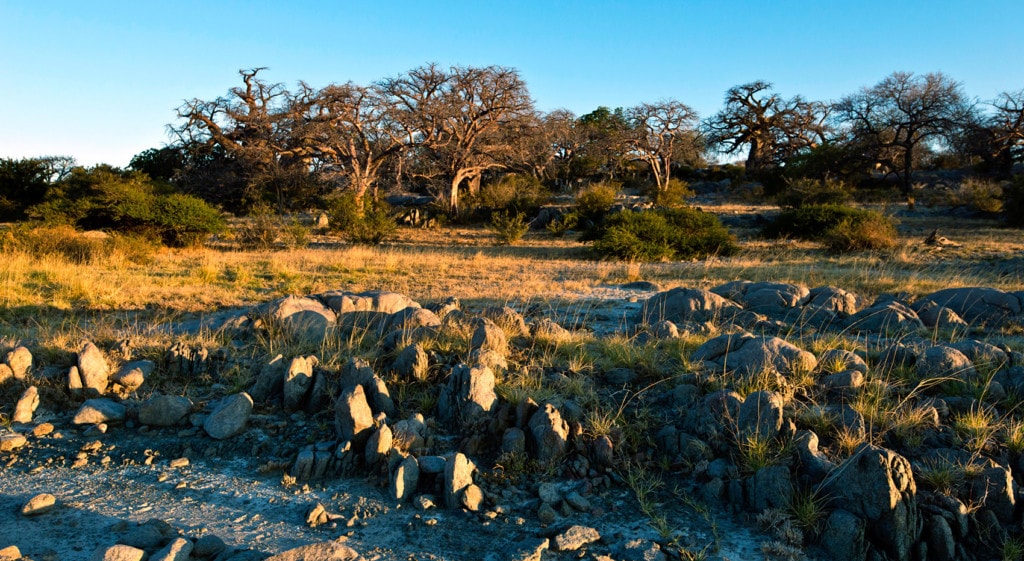 Erdmännchen Makgadikgadi Lebensraum