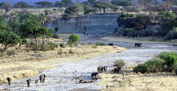 Tarangire Sehenswürdigkeit Tansania  Northern circuit