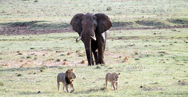 Tsavo Ost Sehenswert Kenia