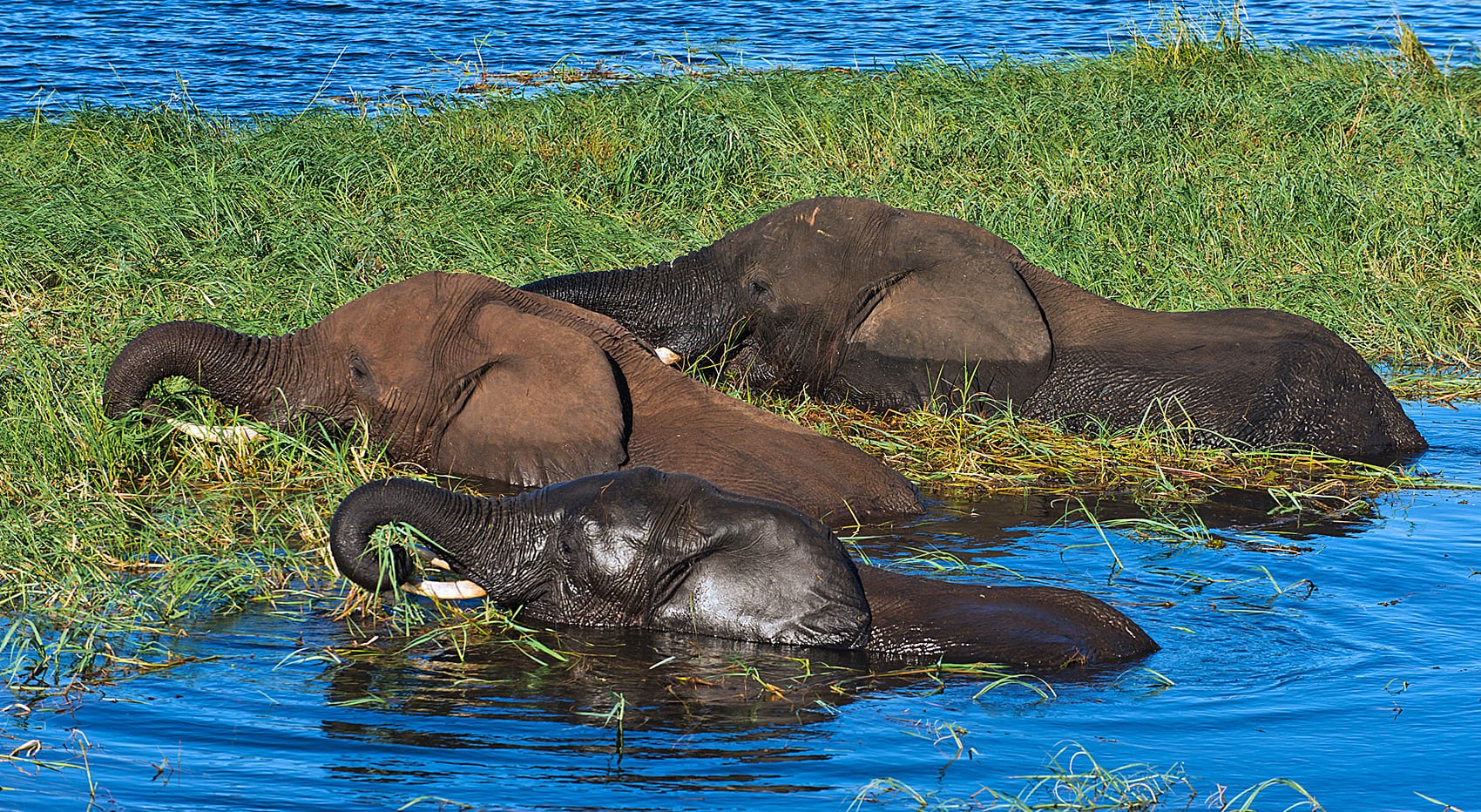 Welche Nationalparks Botswana Chobe
