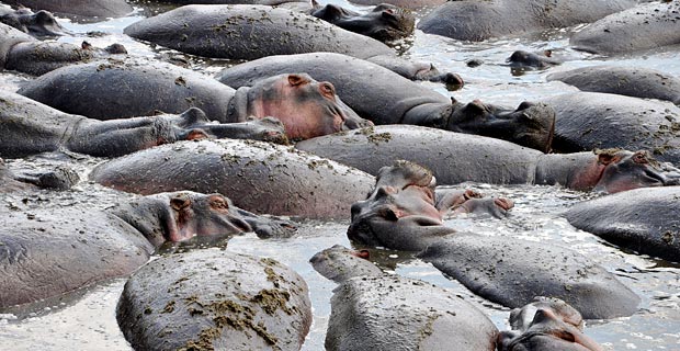 Wo am besten Safari Tansania Katavi