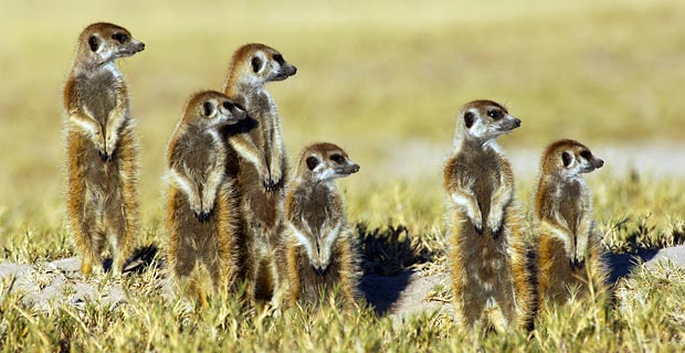 Beste Nationalparks Südafrika Kgalagadi Transfontier
