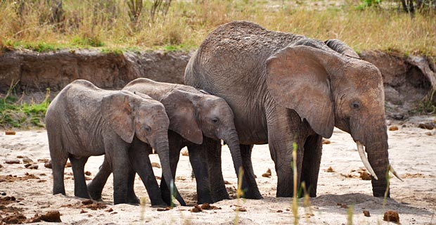 Elefanten Tarangire Northern Circuit Tansania
