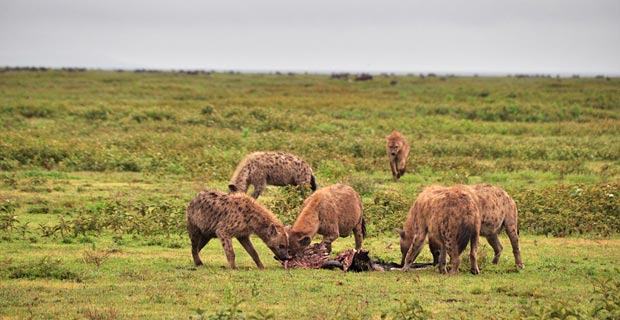 Hyänen Lebensraum beobachten Serengeti Hyänen Lebensraum beobachten Serengeti