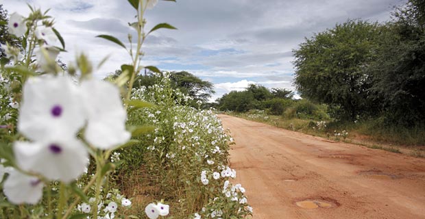 Ruaha Nationalpark wo Safari in Tansania?