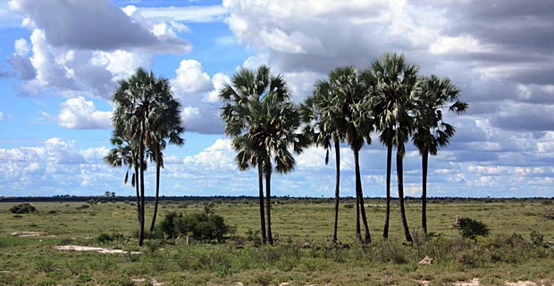 Welche Bäume Makalani Palme Namibia