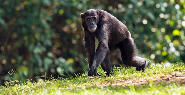 Welche Nationalparks lohnenswert Tansania Gombe stream