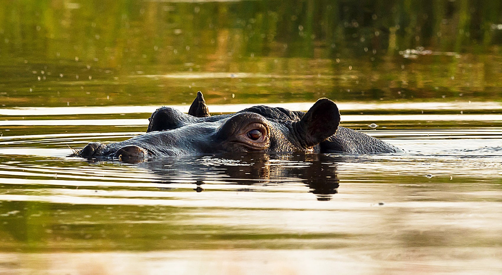 Welche Naturschutzgebiete Moremi Botswana
