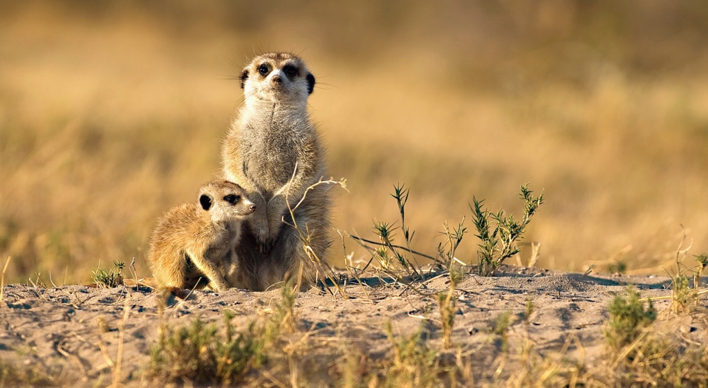 Wo kann man Erdmännchen sehen in Afrika?