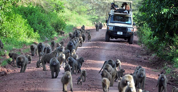 Paviane Lake ManyaSehenwürdigkeit Tansania