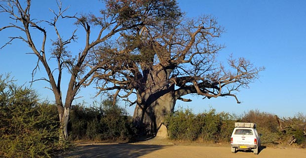 Tee la rosa Baobab Baum Namibia
