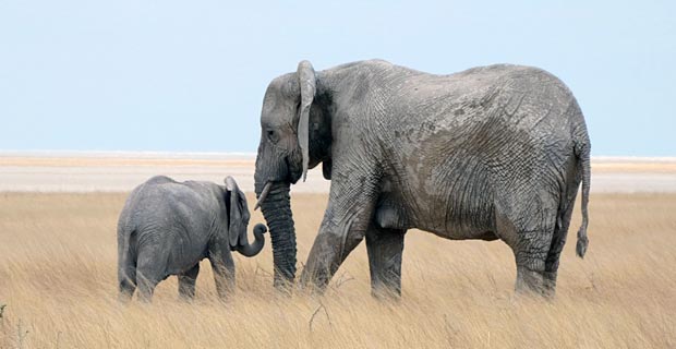 Lohnenswerte Nationalparks Namibia Etosha