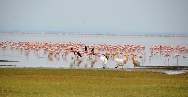 Vogelwelt Sehenswürdigkeit Tansania