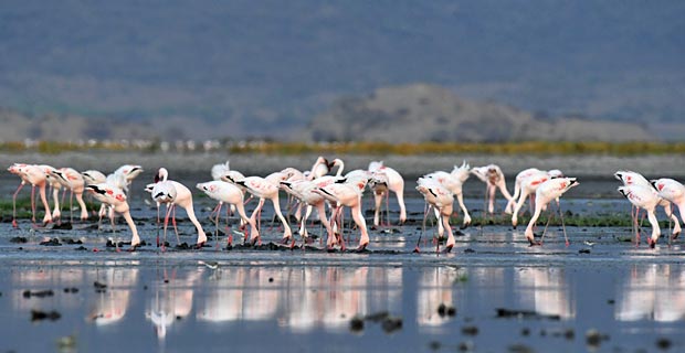 Lake Natron Sehenswürdigkeit Tansania