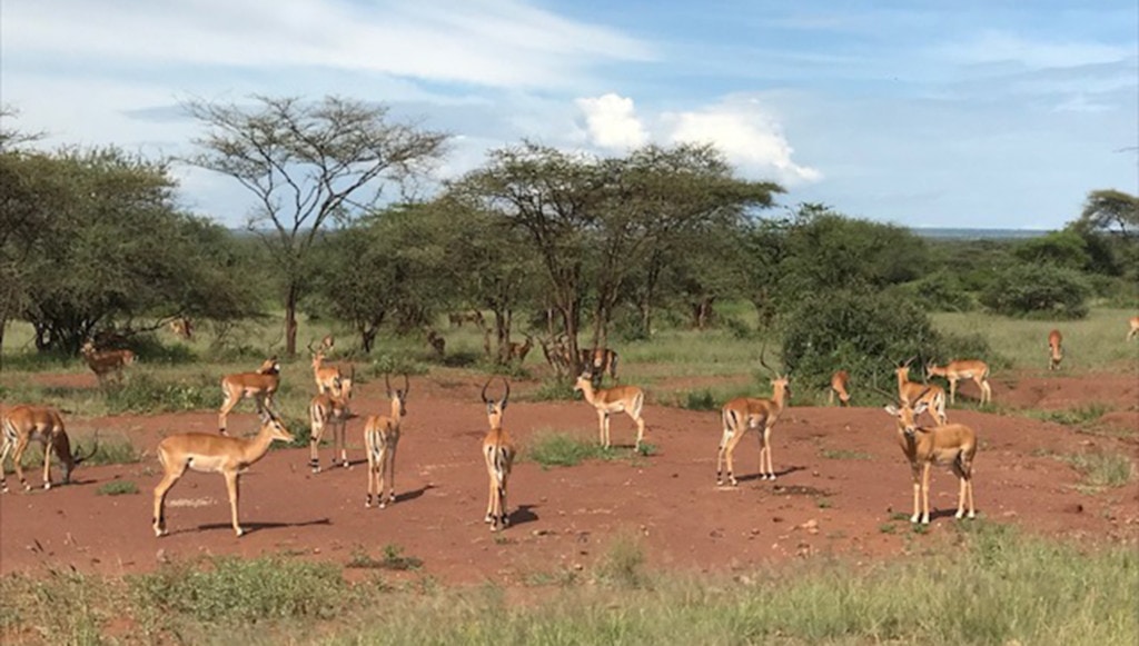 Impala Tansania