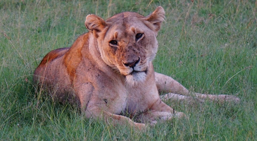 Loewe in Kenia