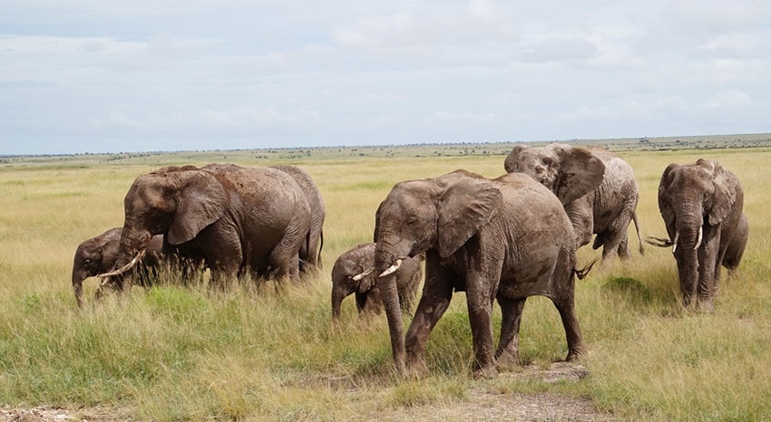 Elefantenherde in Kenia