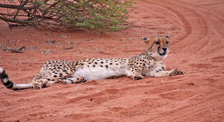 Gepard in der Kalahari