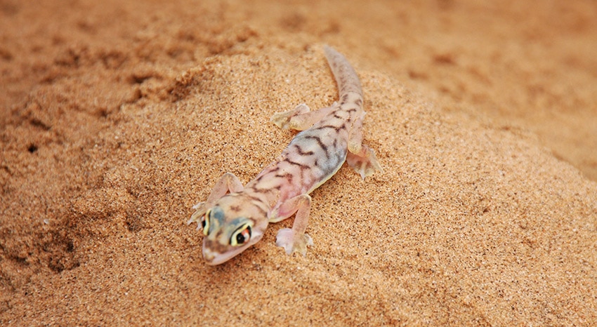 Namibgecko