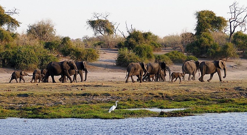Elefanten im Chobe