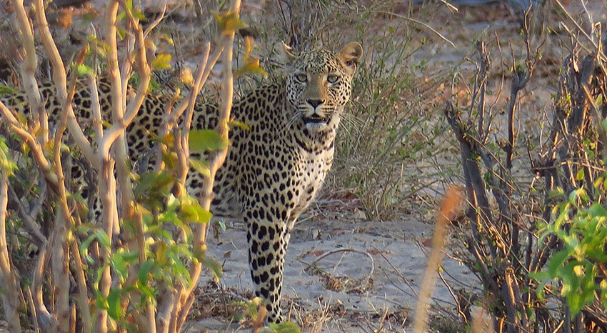 Leopard im Busch