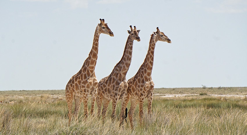 Drei Giraffen Namibia
