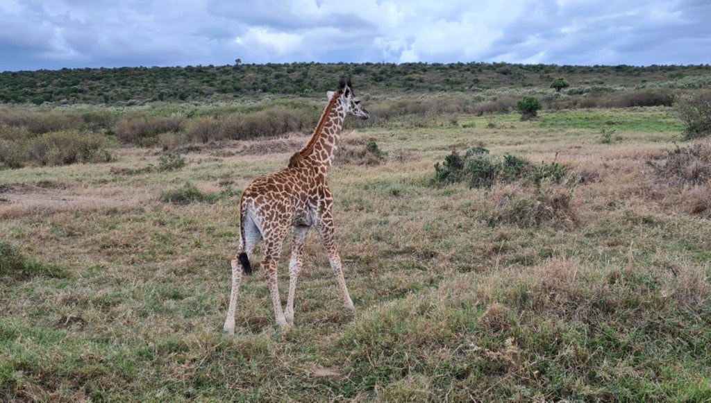 Giraffe in Kenia