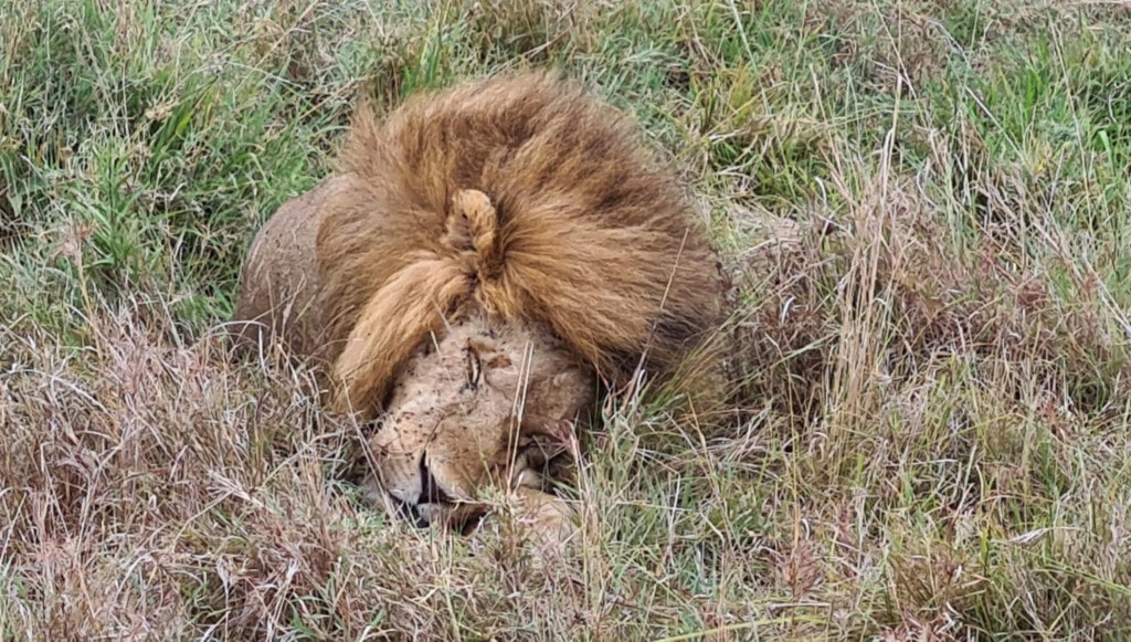 Loewe in der Masai Mara