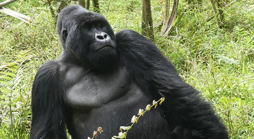 Gorilla im Urwald