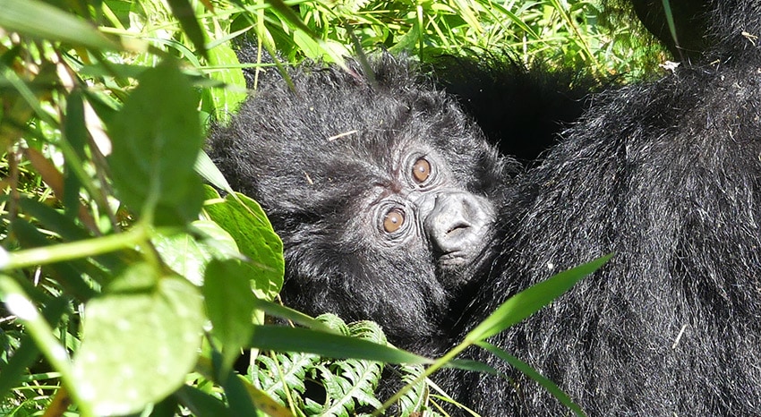 Gorilla Trekking Ruanda