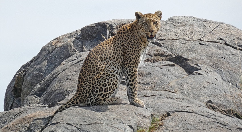 Leopard in der Serengeti