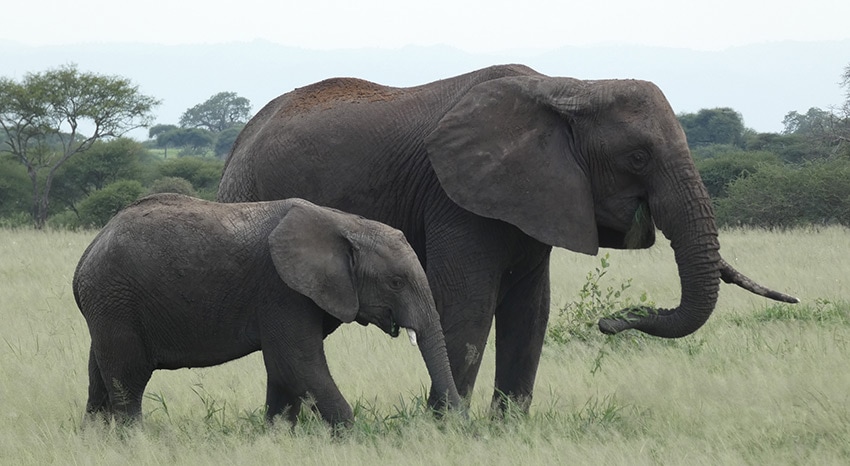 Tansania Safari