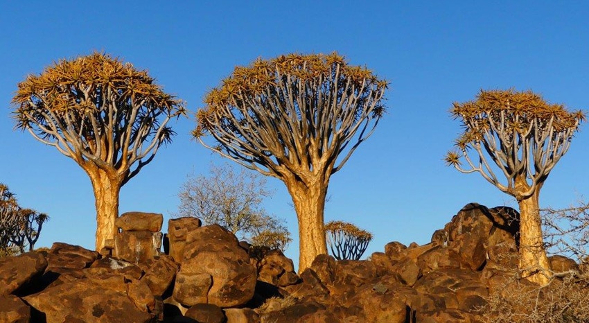 Köcherbäume in Namibia