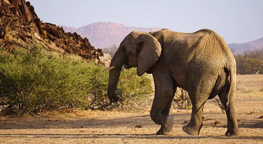 Wuestenelefant