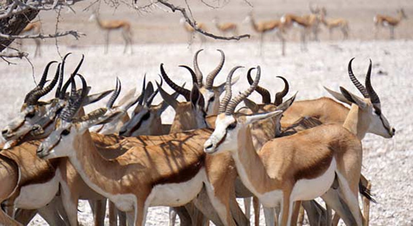 Springbok Herde im Etosha