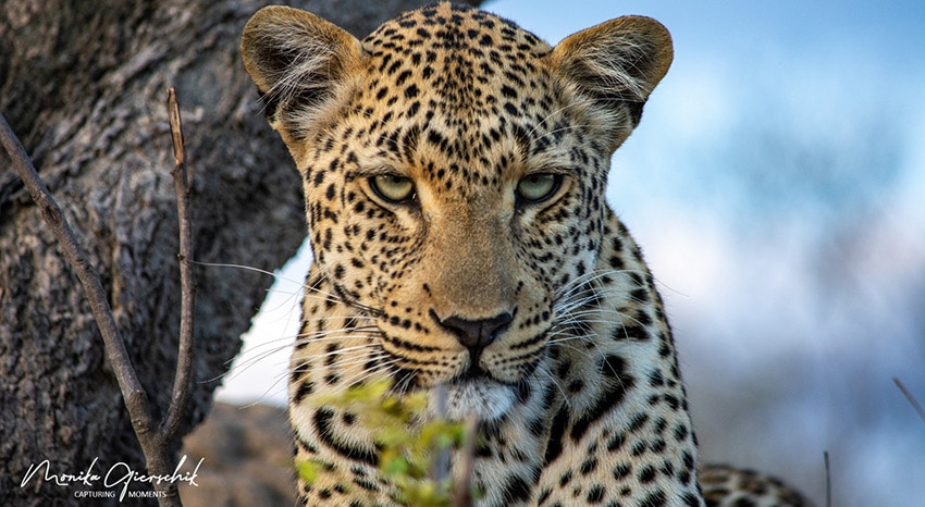Leopard in Suedafrika
