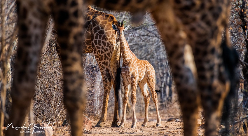 Giraffen in Suedafrika