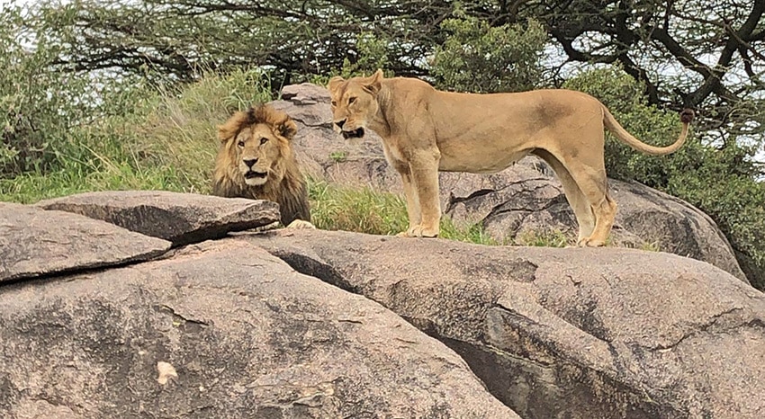 Zwei Loewen in der Serengeti